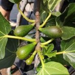 Figovník jedlý (Ficus carica) ´BLANCA GOTA DE MIEL´ - výška 140-160cm, kont. C7.5L (-15°C)